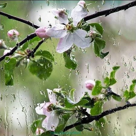 دانلود آهنگ گروه رستاک بارو بارو بارونه هی لری