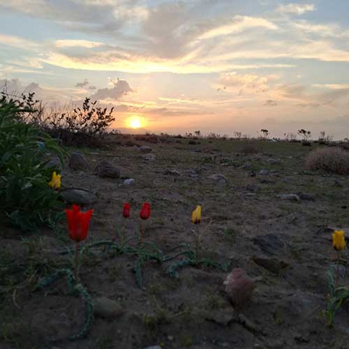 دانلود آهنگ سامان گلچمنی هنوز ناتمومه